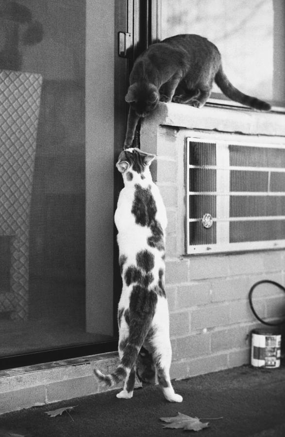 Cat Burglars Photograph by Joan Baron