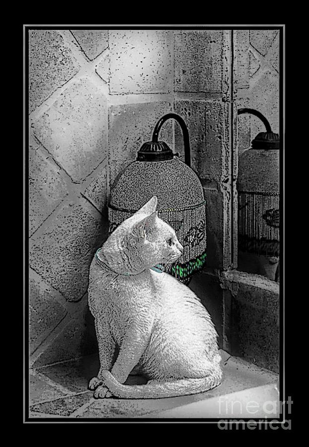 Cat By The Mirror Photograph by John  Kolenberg