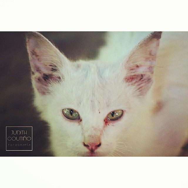 Animal Photograph - #cat #cats #catsagram #catstagram by Judith Coutinho