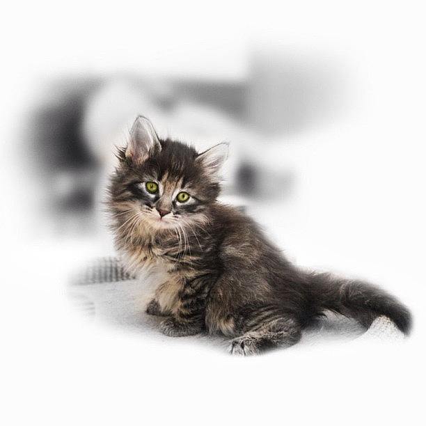 Animal Photograph - #cat #cats #tagsforlikes #catsagram by Alexis V