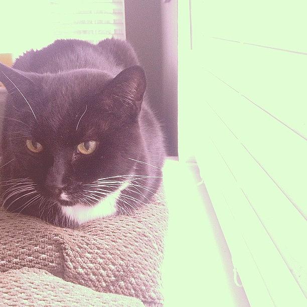 Animal Photograph - #cat #cats #tagsforlikes #catsagram by Cody The Cat Animal Photograph - #cat #cats #tagsforlikes #catsagram by Cody The Cat