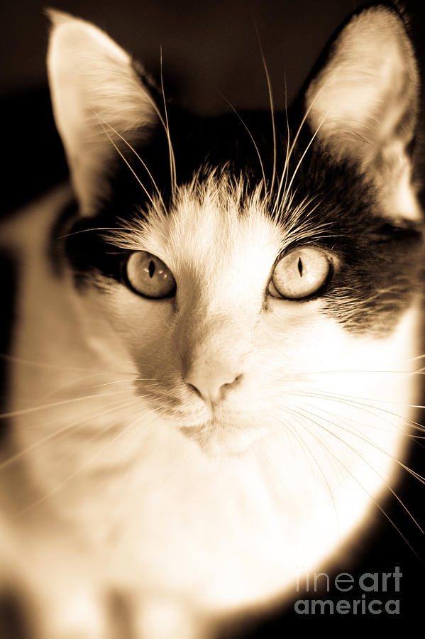 Cat Photograph by Cheryl Baxter