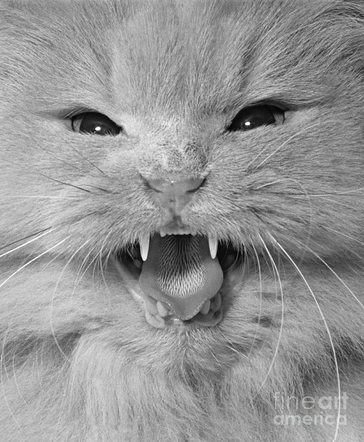 Cat Close-up Photograph by Richard Frieman