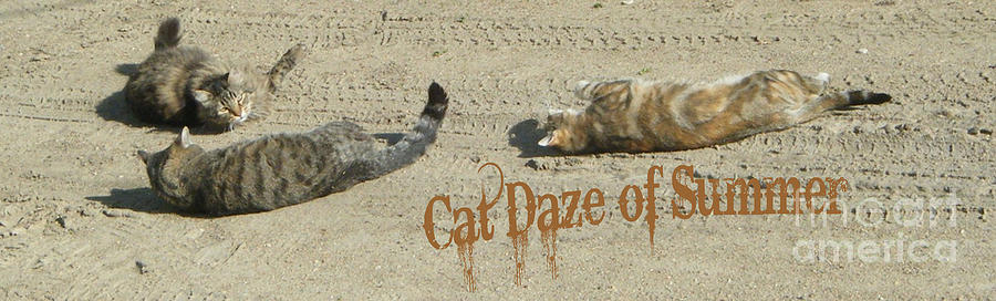 Cat Daze of Summer Photograph by Marianne NANA Betts