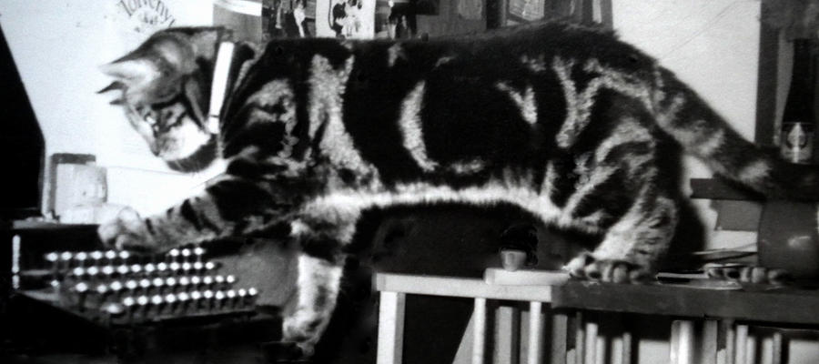 Cat Dimitri learning to write on the old fashion type writer Photograph by Colette V Hera Guggenheim