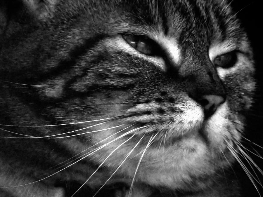 Cat Dreams Contrast Photograph by MTBobbins Photography