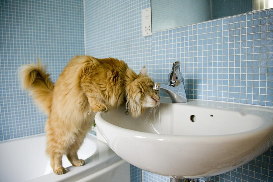 Cat Drinking Water From Washbasin Tap In Bathroom By Toby Maudsley