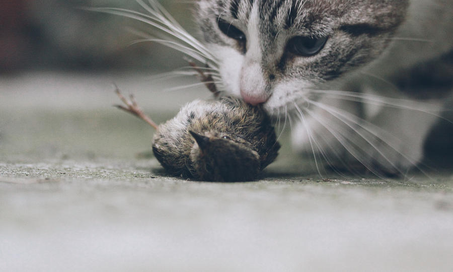 Cat eating a bird Photograph by Saulgranda