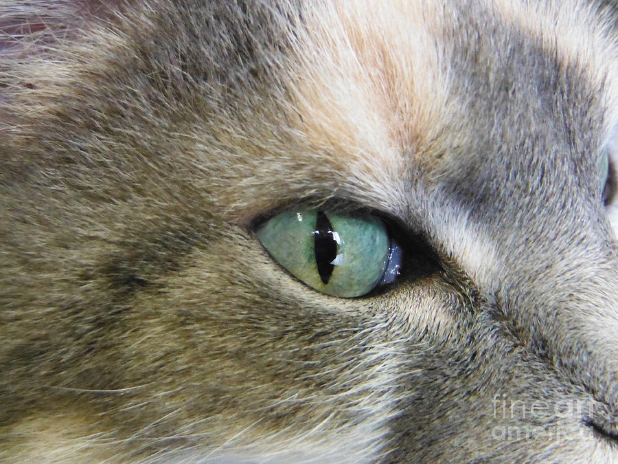 Cat Eye Photograph by Paddy Shaffer