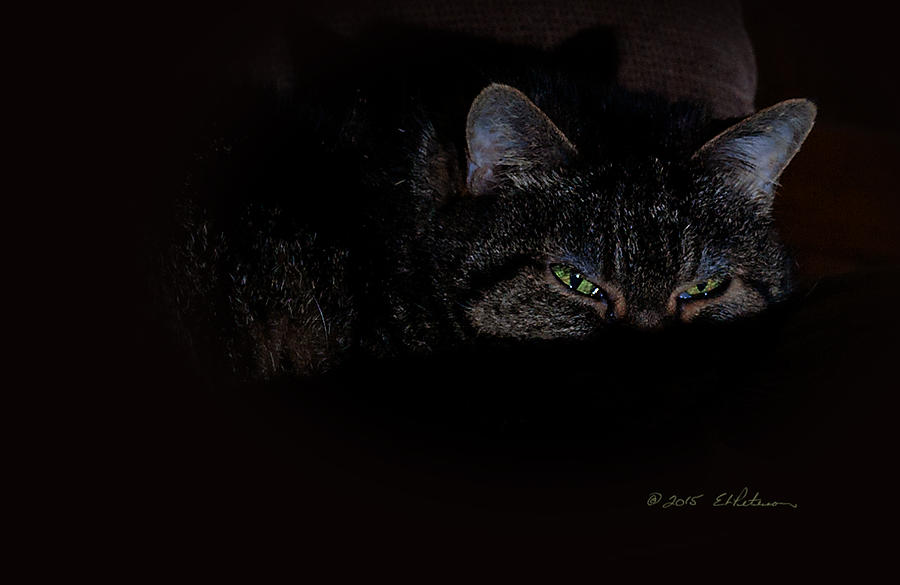 Cat Eyes Photograph by Ed Peterson