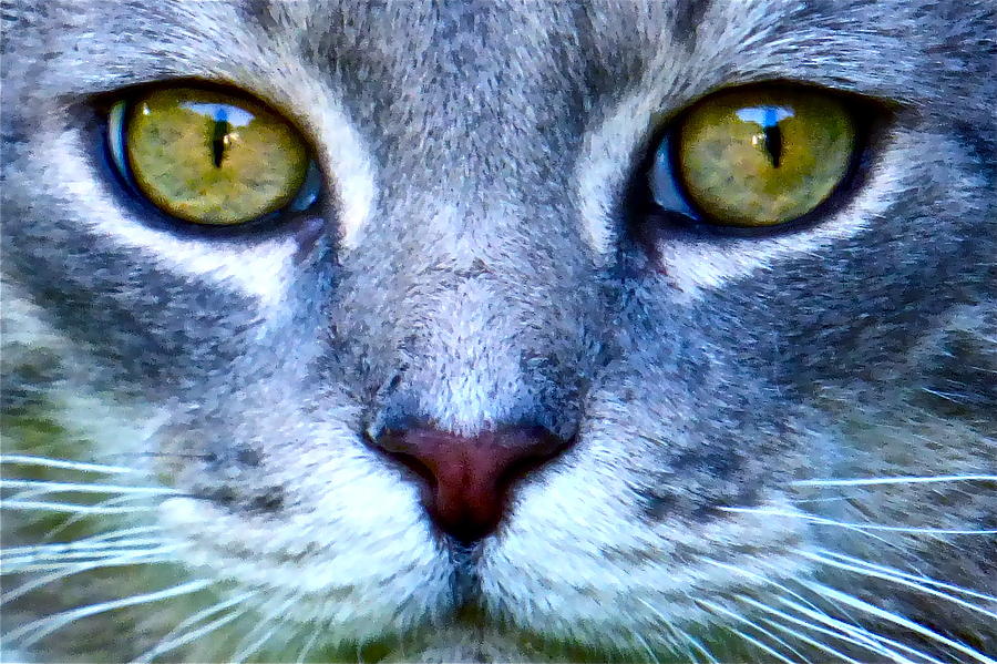 Cat Eyes Photograph by Jean Wright