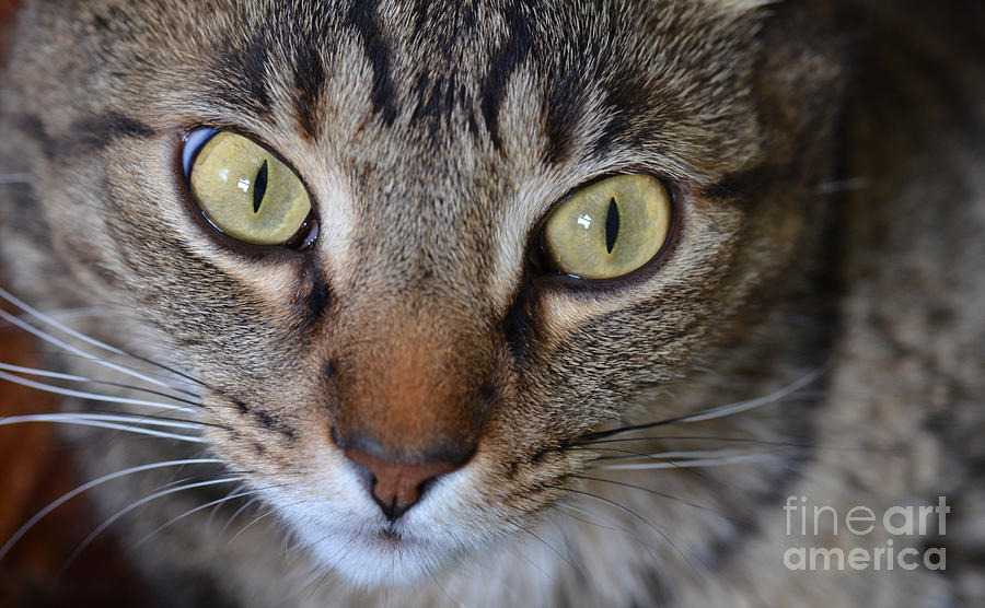 Cat Eyes Photograph by Jeanne  Woods
