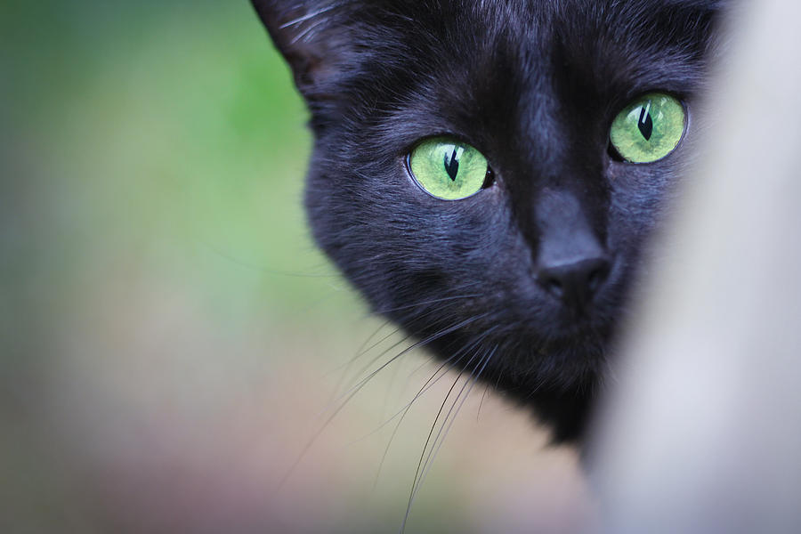 Cat Eyes Photograph by Melinda Fawver