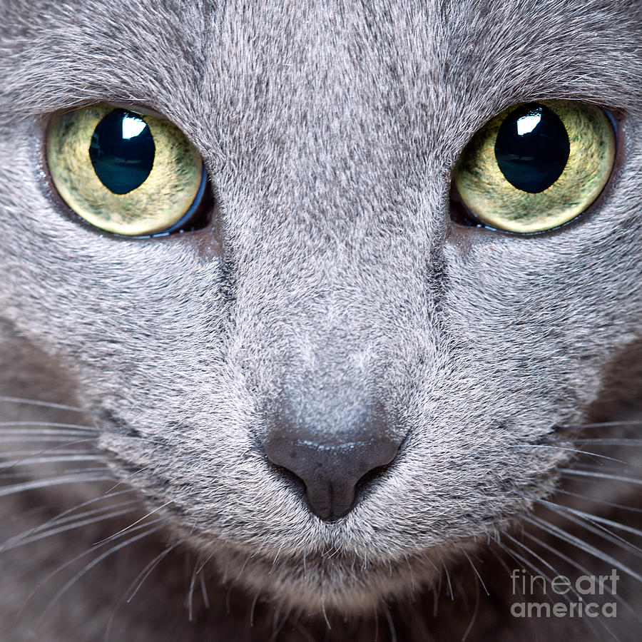 Cat Eyes Photograph