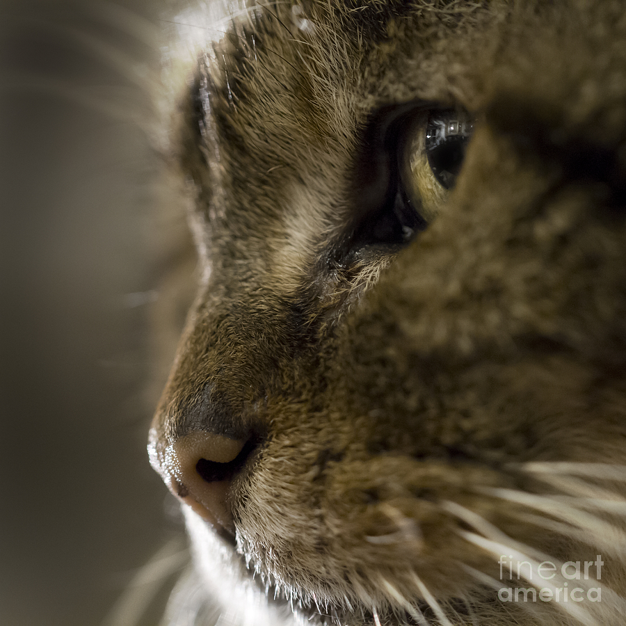 Cat Photograph - Cat Face by Angel Ciesniarska