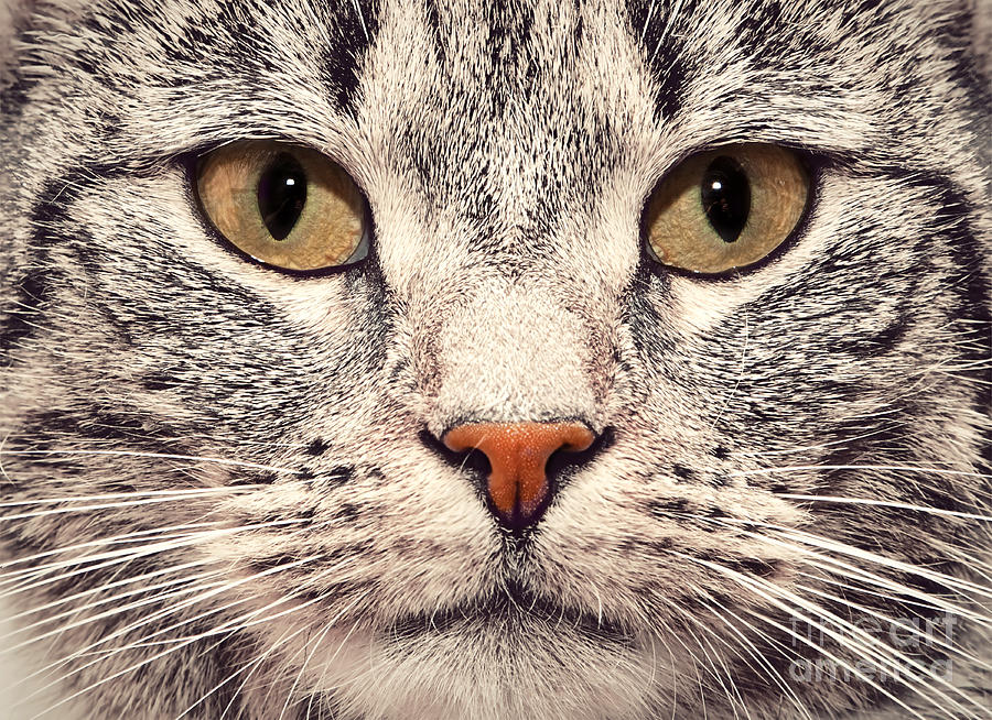 Cat Face Close Up Portrait Photograph