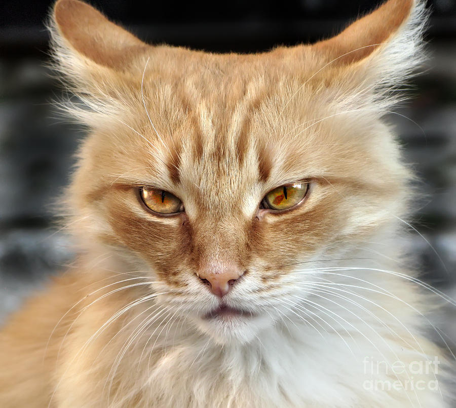 Cat face Photograph by Daliana Pacuraru
