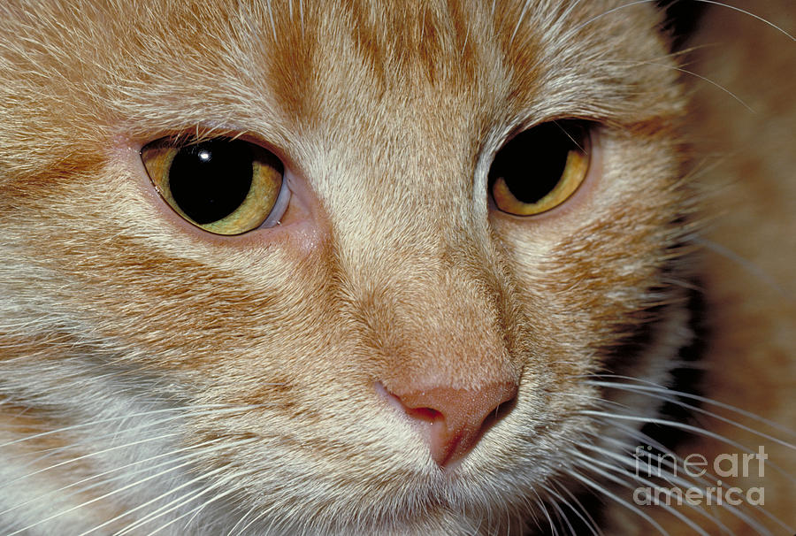 Cat Face Photograph by Larry West