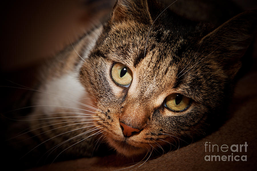 Cat Photograph - Cat face portrait by Michal Bednarek