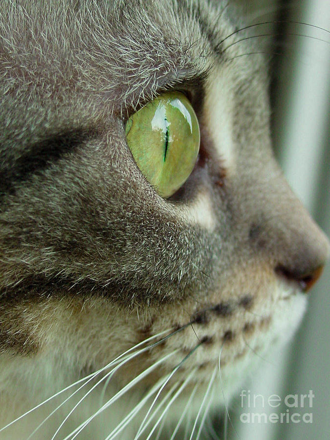 Cat Photograph - Cat Face Profile by Amy Cicconi