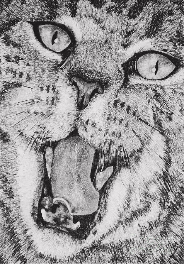 Black And White Drawing - Feisty by Terri Mills