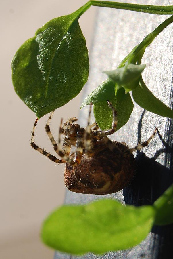 Nature Photograph - Cat Faced Spider by Kimberley Anglesey