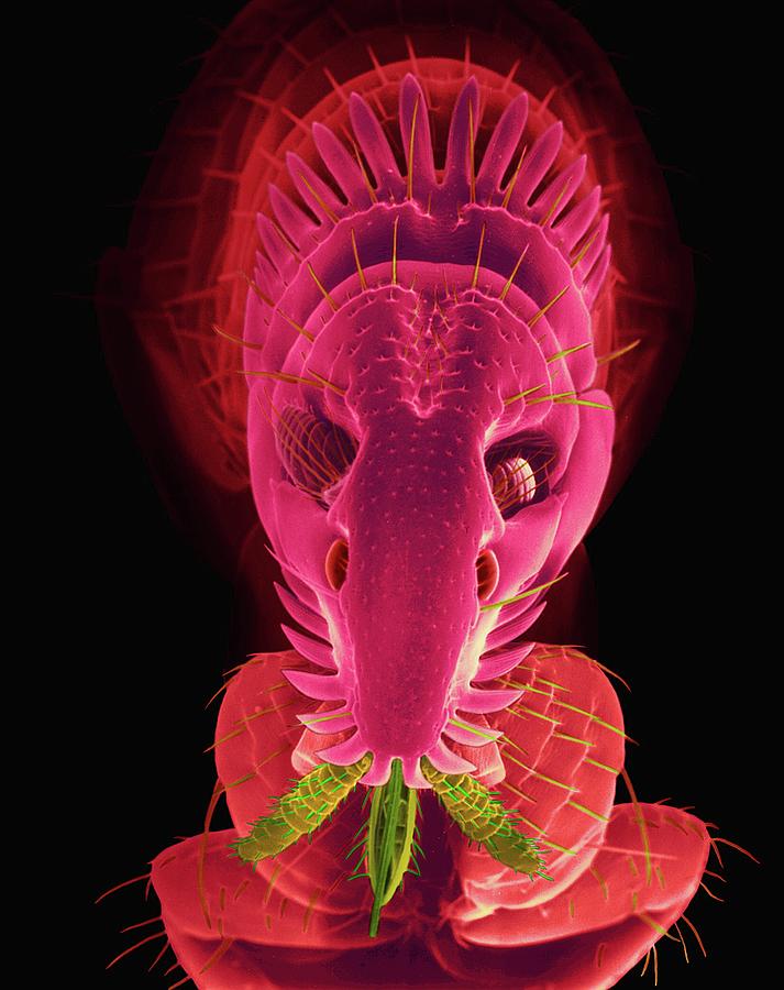 Insects Photograph - Cat Flea by Dennis Kunkel Microscopy/science Photo Library