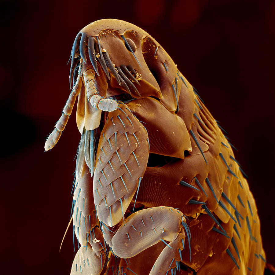 Cat Flea Photograph by Eye of Science