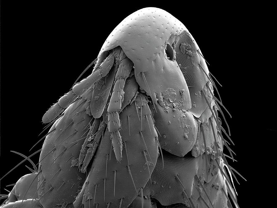 Black And White Photograph - Cat Flea Head by Steve Gschmeissner/science Photo Library