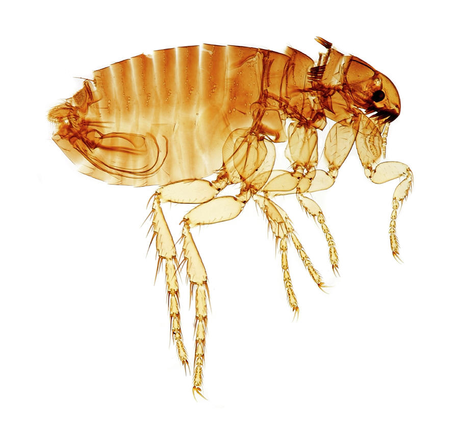 Cat Flea Photograph by Natural History Museum, London/science Photo Library