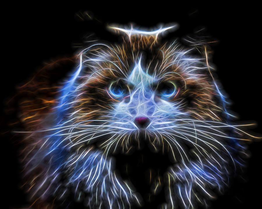 Cat Fractal Photograph by Judy Vincent