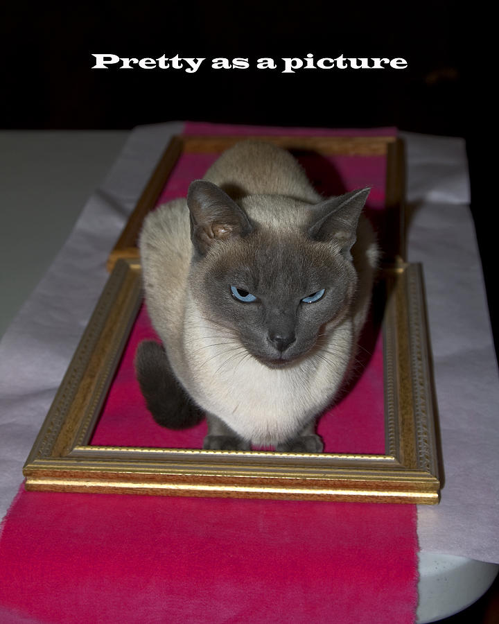 Cat Framed Photograph by Sally Weigand