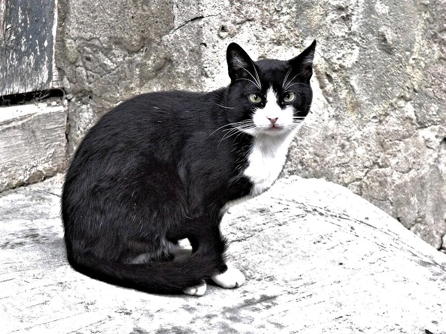 Animal Photograph - Cat from Draculas City by ITI Ion Vincent Danu