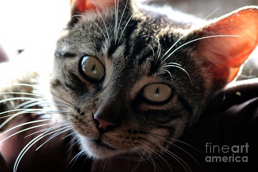 Cat Gaze Photograph by Janice Byer