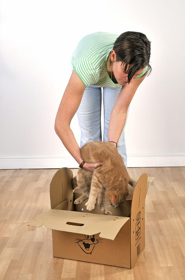 Cat Going In Box Photograph by John Daniels