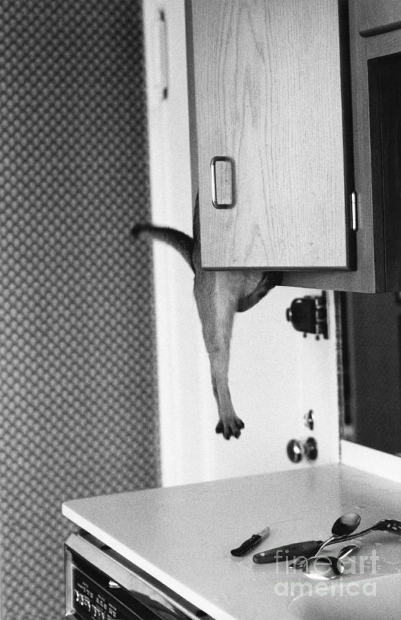 Cat Hanging From Kitchen Cabinet Photograph by Joan Baron