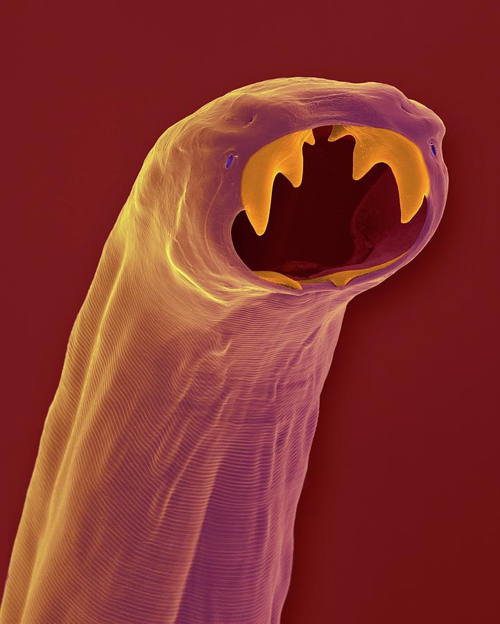 Cat Hookworm (ancylostoma Braziliense) Photograph by Dennis Kunkel Microscopy/science Photo Library