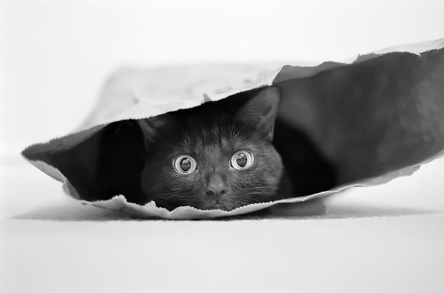 Black And White Photograph - Cat In A Bag by Jeremy Holthuysen