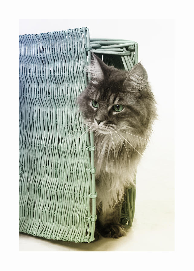 Cat in a Basket Digital Art by Susan Stone