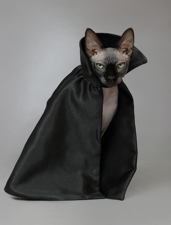 Cat in a black cloak. Photograph by Sergey Ryumin