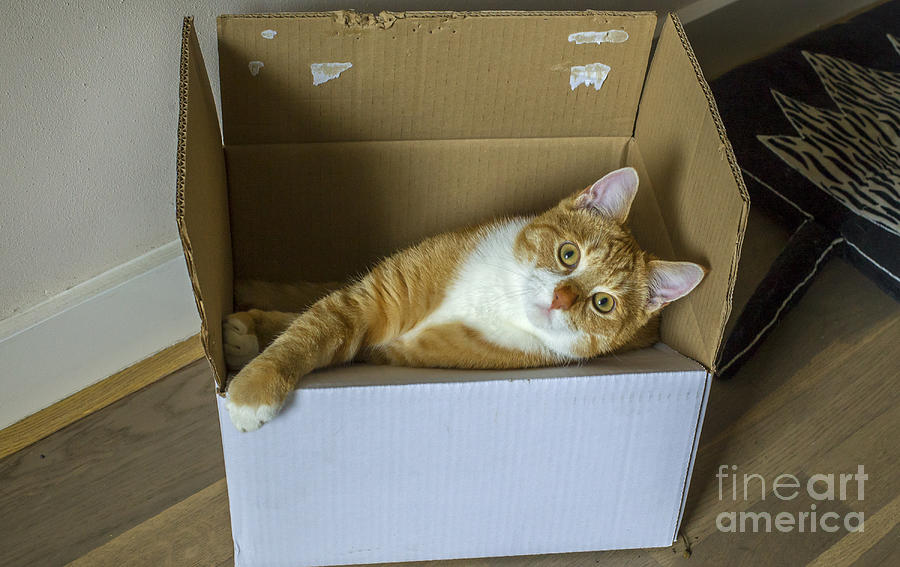 Cat in a box Photograph by Patricia Hofmeester