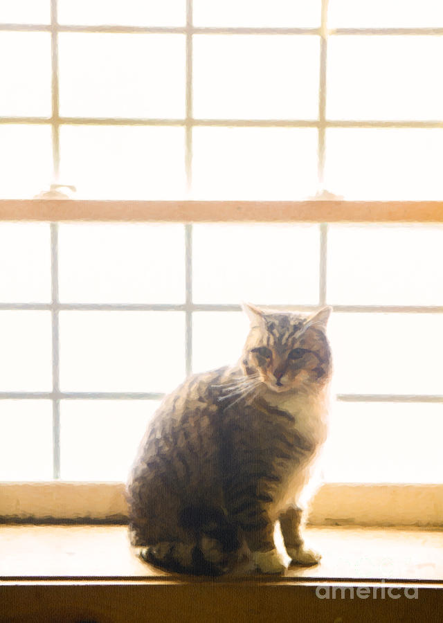 Cat Photograph - Cat in a Window by Diane Diederich