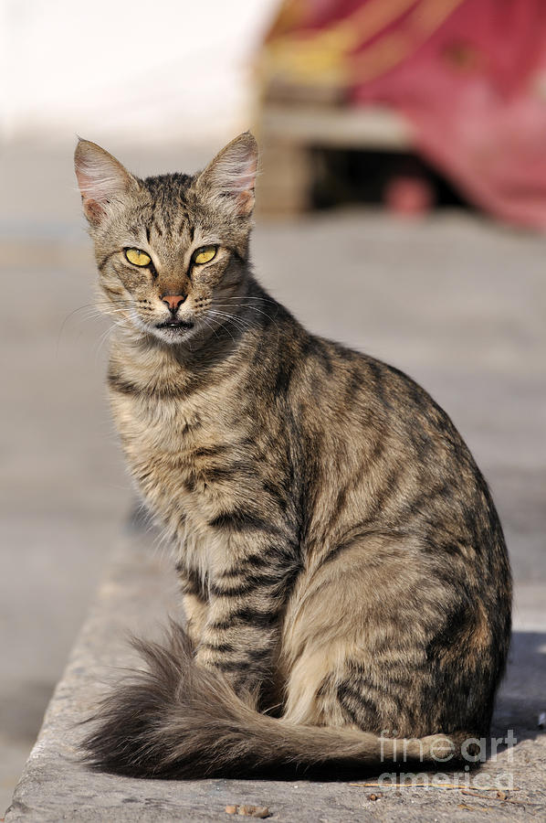 Cat in Aegina island Photograph by George Atsametakis