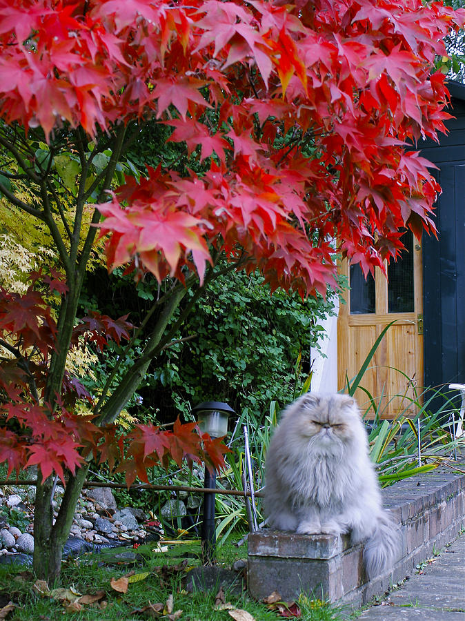 Cat in Autumn Photograph by Anatole Beams