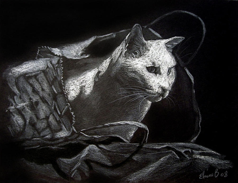 Cat in Bag Drawing by Elaine Berger