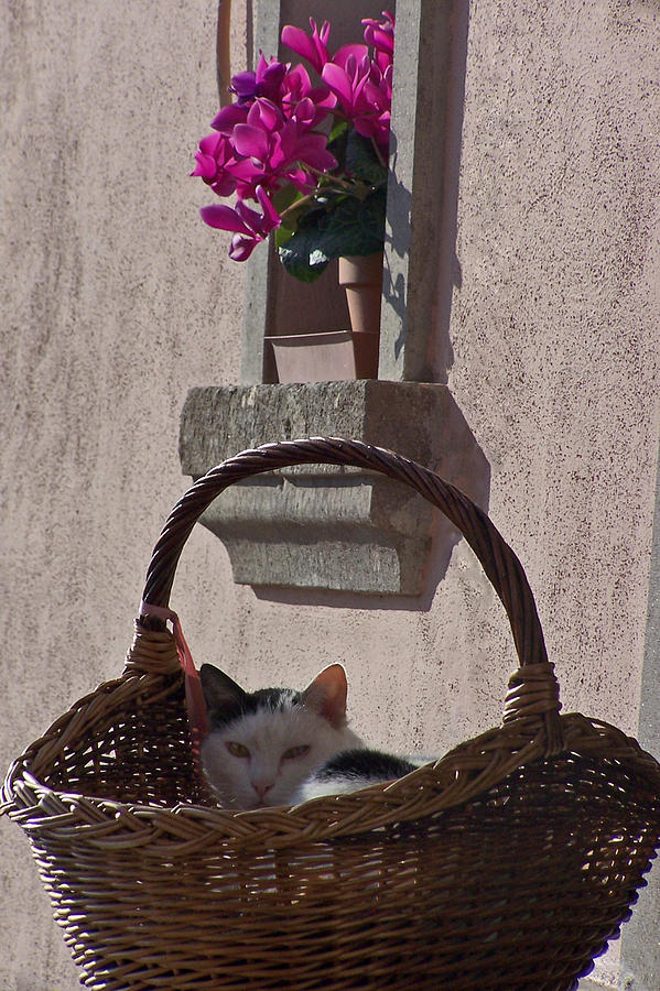 Cat in Basket Photograph by Jennifer Robin