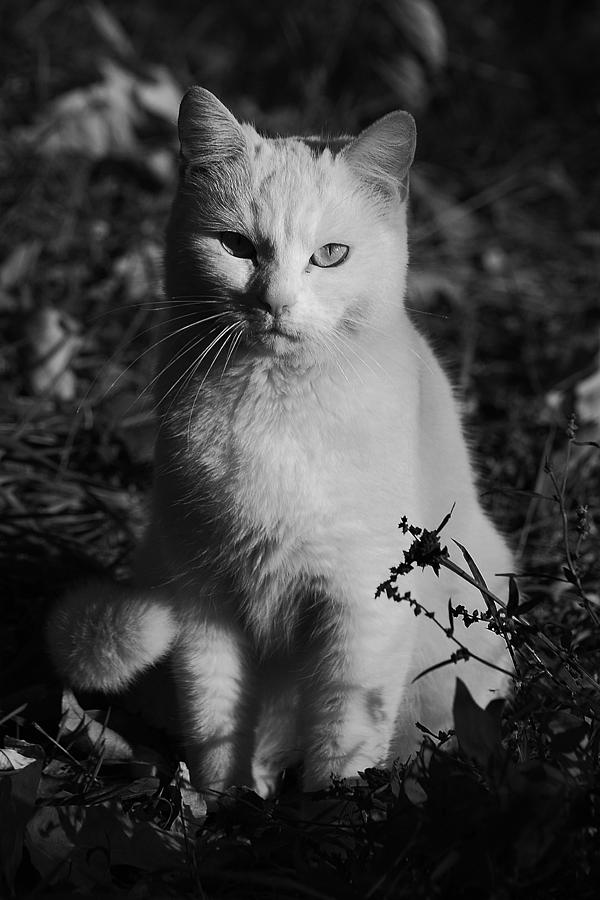 Cat in black and white Photograph by Stefan Dinov - Fine Art America