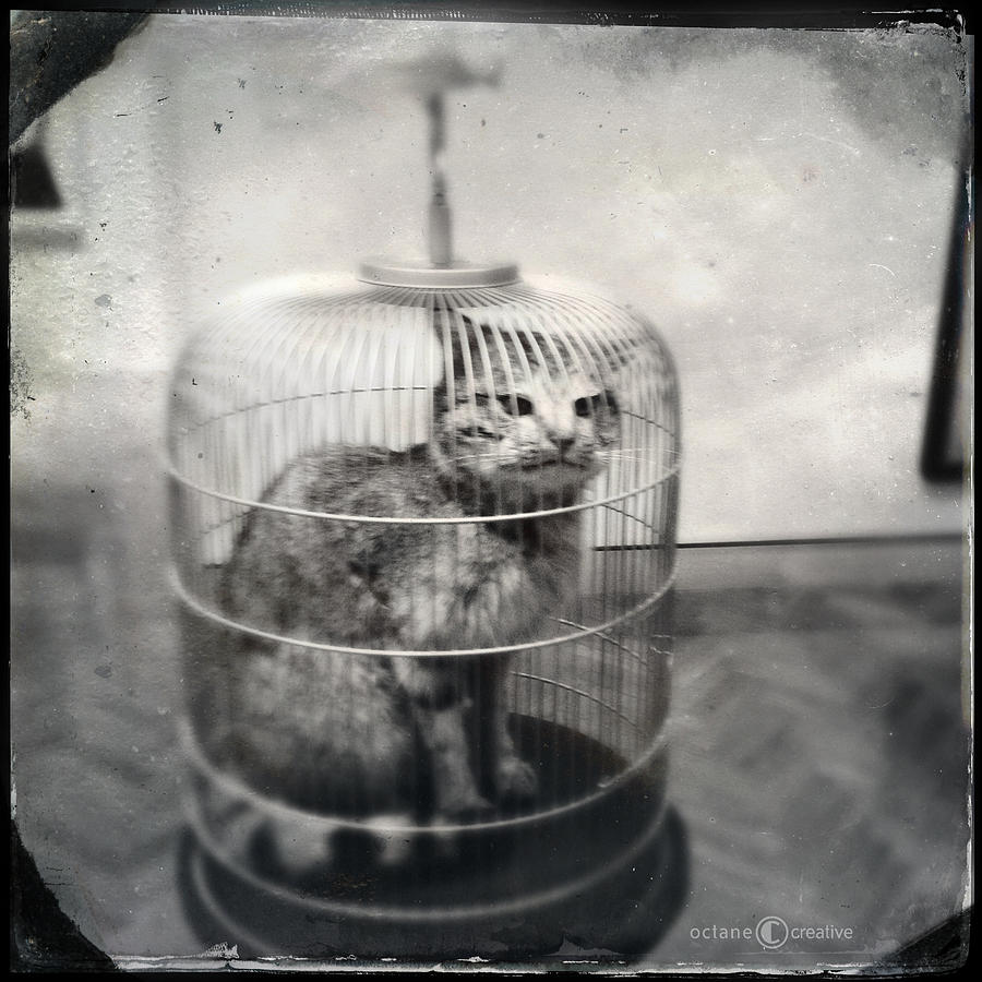 Cat In Cage Photograph by Tim Nyberg