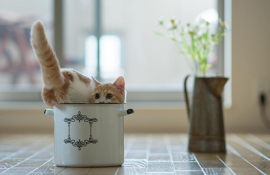 Cat In Flour Bowl Photograph by Benjamin Torode
