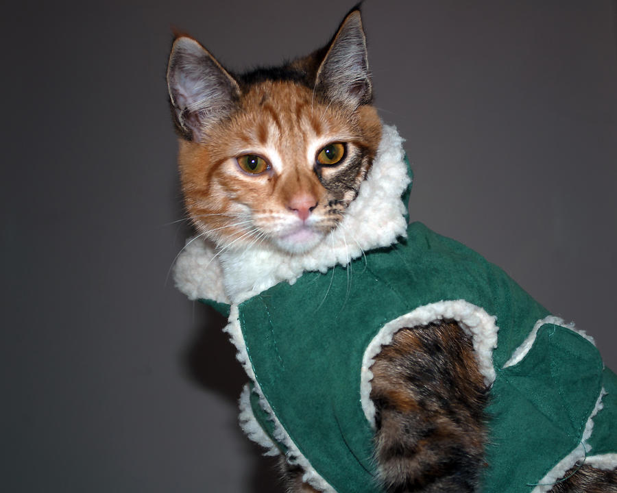 Cat in Patricks Coat Photograph by Tikvahs Hope